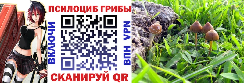 Галлюциногенные грибы Psilocybe  Купить где  Мурино 